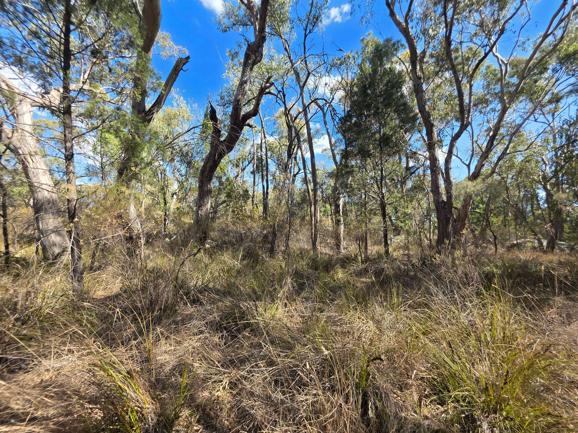 Lot 281 Boyce Road, Thorndale For Sale by Farmbuy.com - image 14