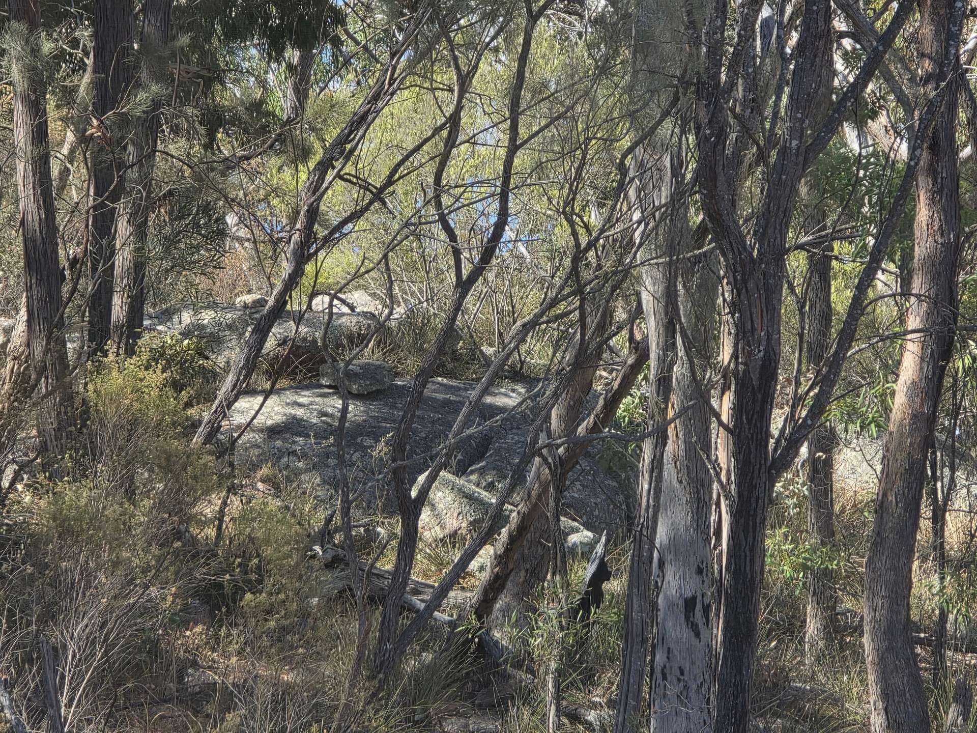 Lot 281 Boyce Road, Thorndale For Sale by Farmbuy.com - image 9