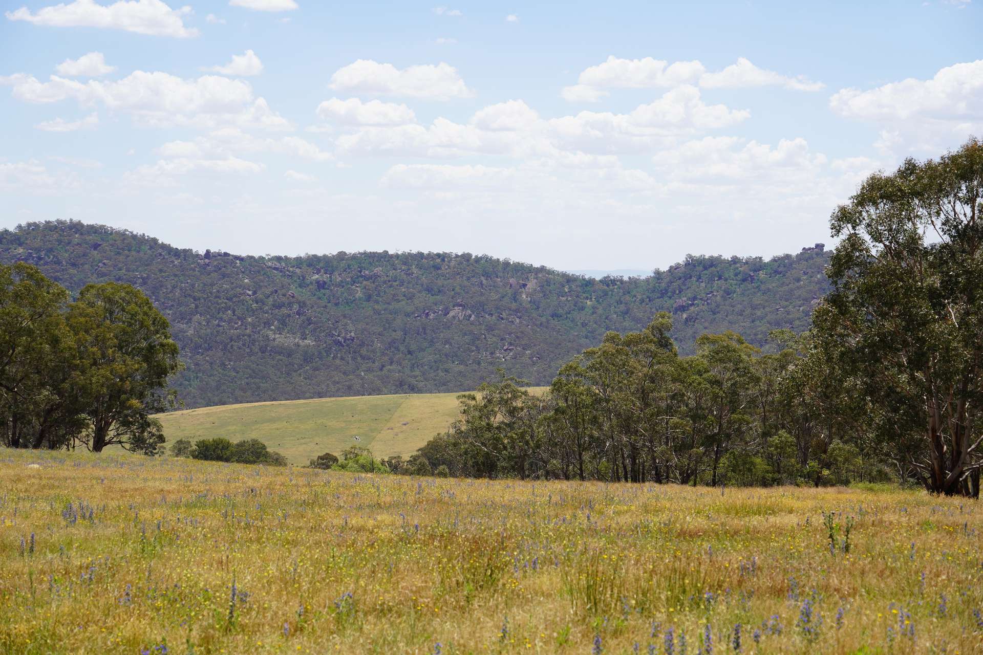 Lot 2 - 410 Honeysuckle Falls Road, Tarana For Sale by Farmbuy.com - image 7