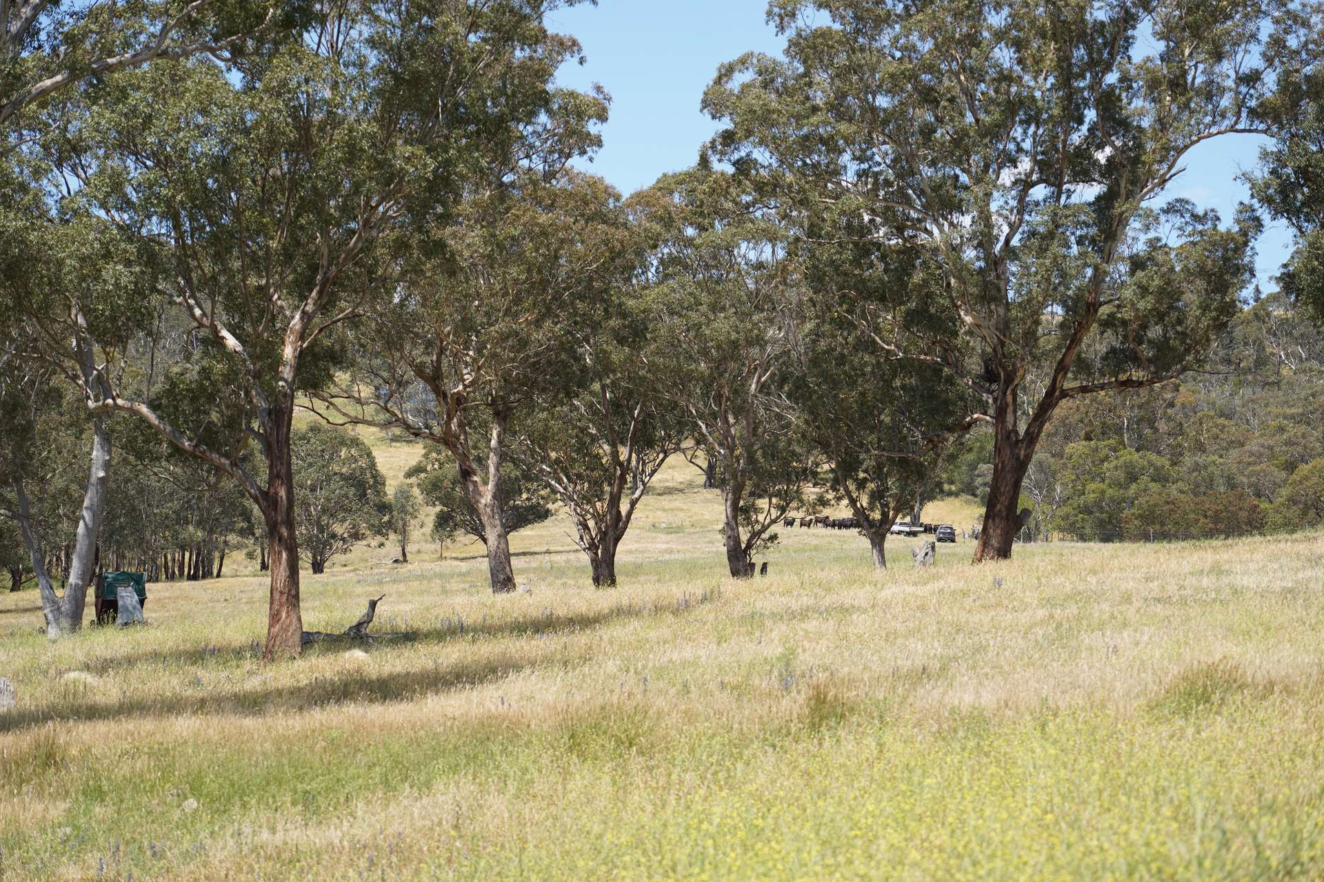 Lot 2 - 410 Honeysuckle Falls Road, Tarana For Sale by Farmbuy.com - image 5