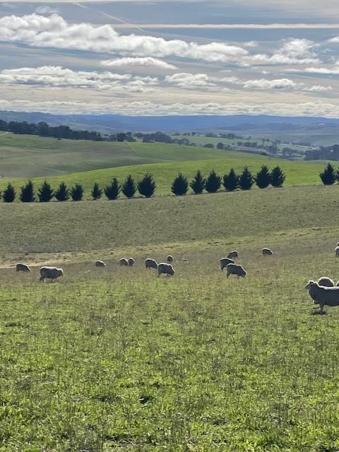 Lot 271, 1185 Golspie Road, Laggan For Sale by Farmbuy.com - image 10