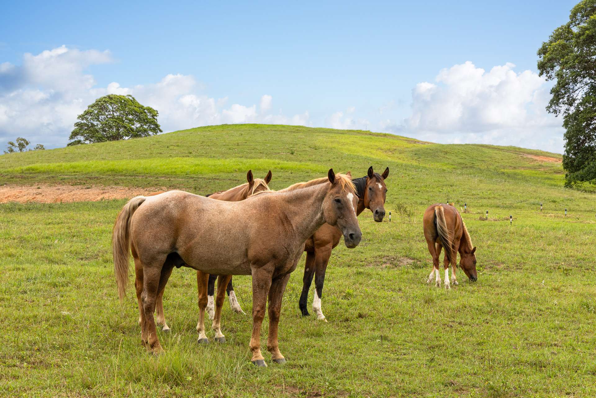 Laceys Creek For Sale by Farmbuy.com - image 6