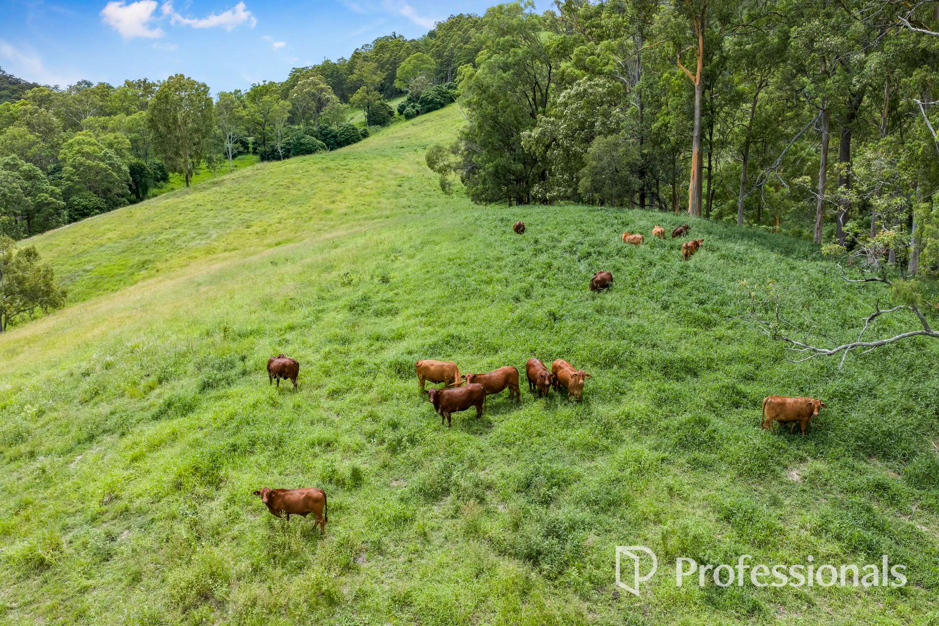 213 Upper Eel Creek Road, Langshaw For Sale by Farmbuy.com - image 2