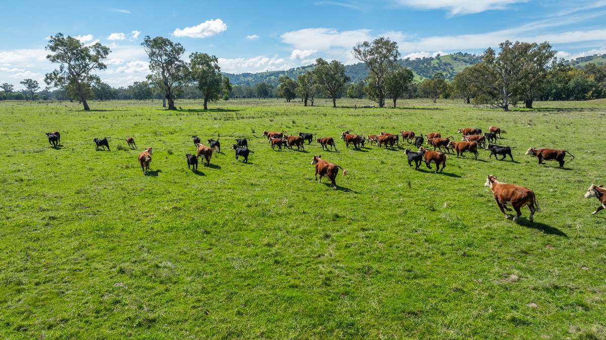 1007 & 1007A Kiewa Valley Highway, Staghorn Flat Sold by Farmbuy.com - image 23
