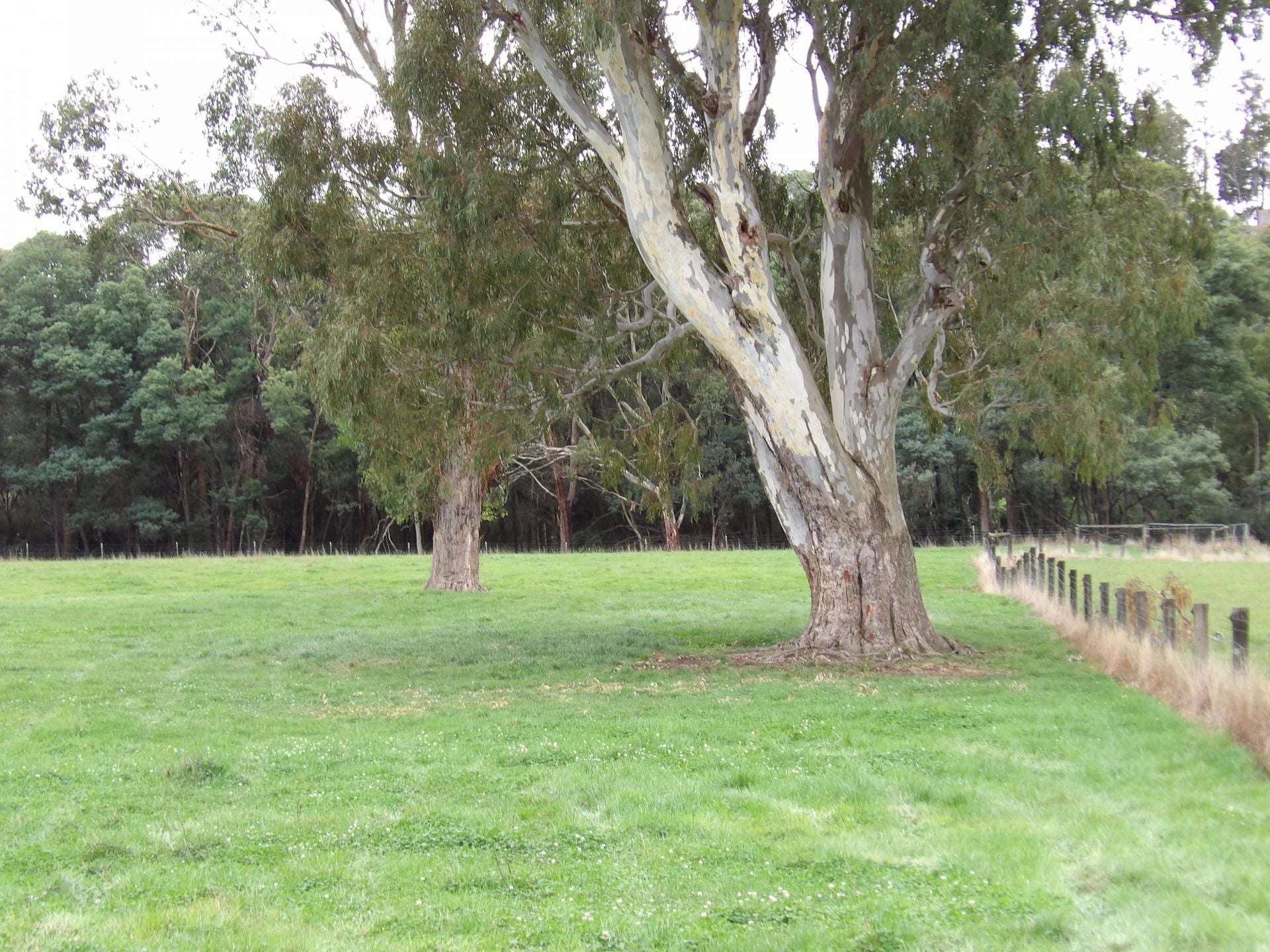 53 Burns Road, Glenburn For Sale by Farmbuy.com - image 2