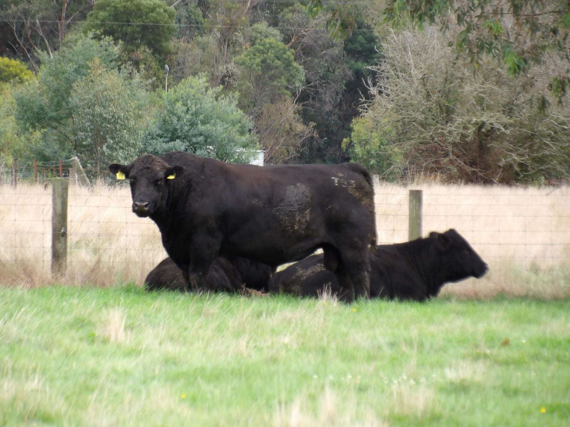 53 Burns Road, Glenburn For Sale by Farmbuy.com - image 21
