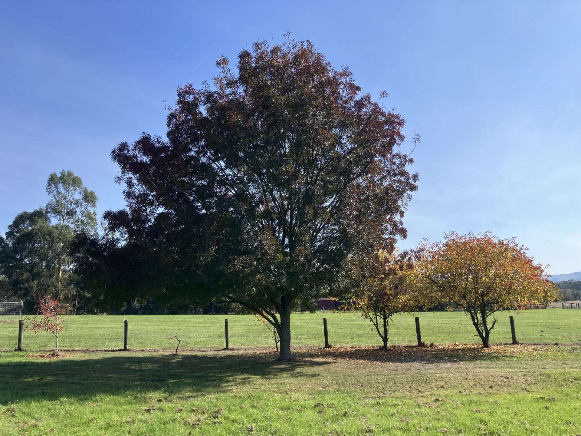 53 Burns Road, Glenburn For Sale by Farmbuy.com - image 22