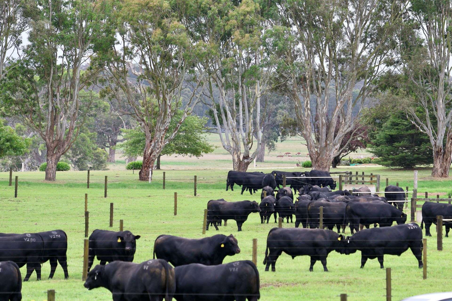 103 Kellys Road, Longford For Sale by Farmbuy.com - image 14