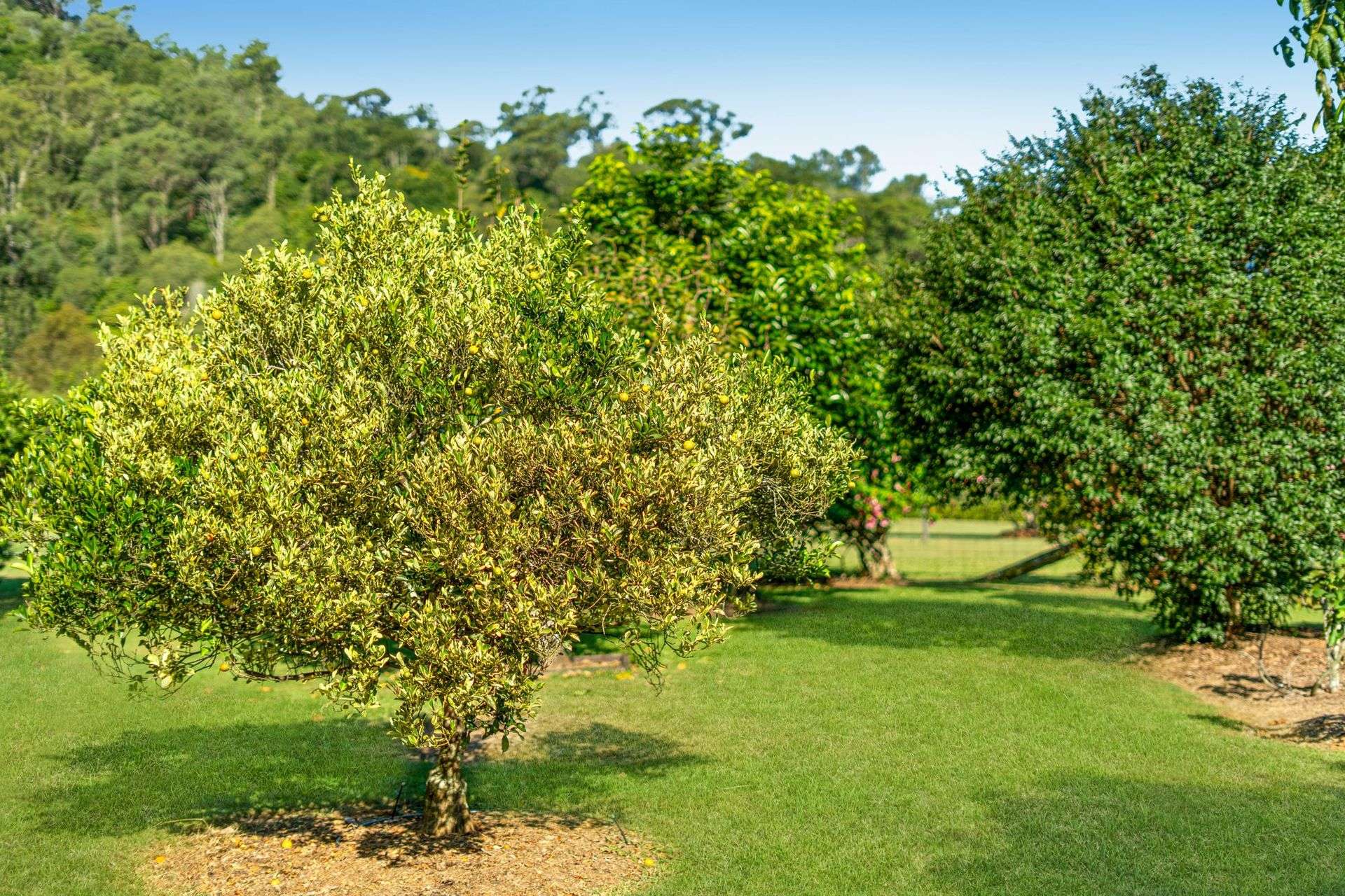 7 Royston Street, King Scrub For Sale by Farmbuy.com - image 24