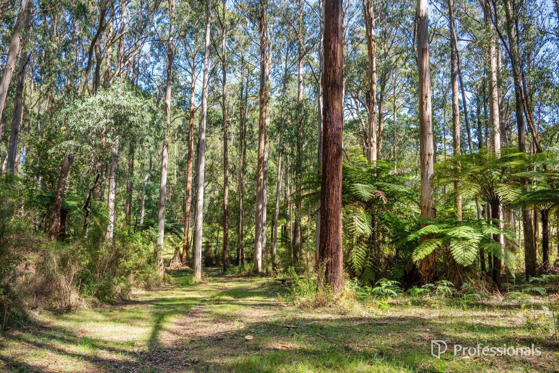 620 Thonemans Road, Hoddles Creek Sold by Farmbuy.com - image 23