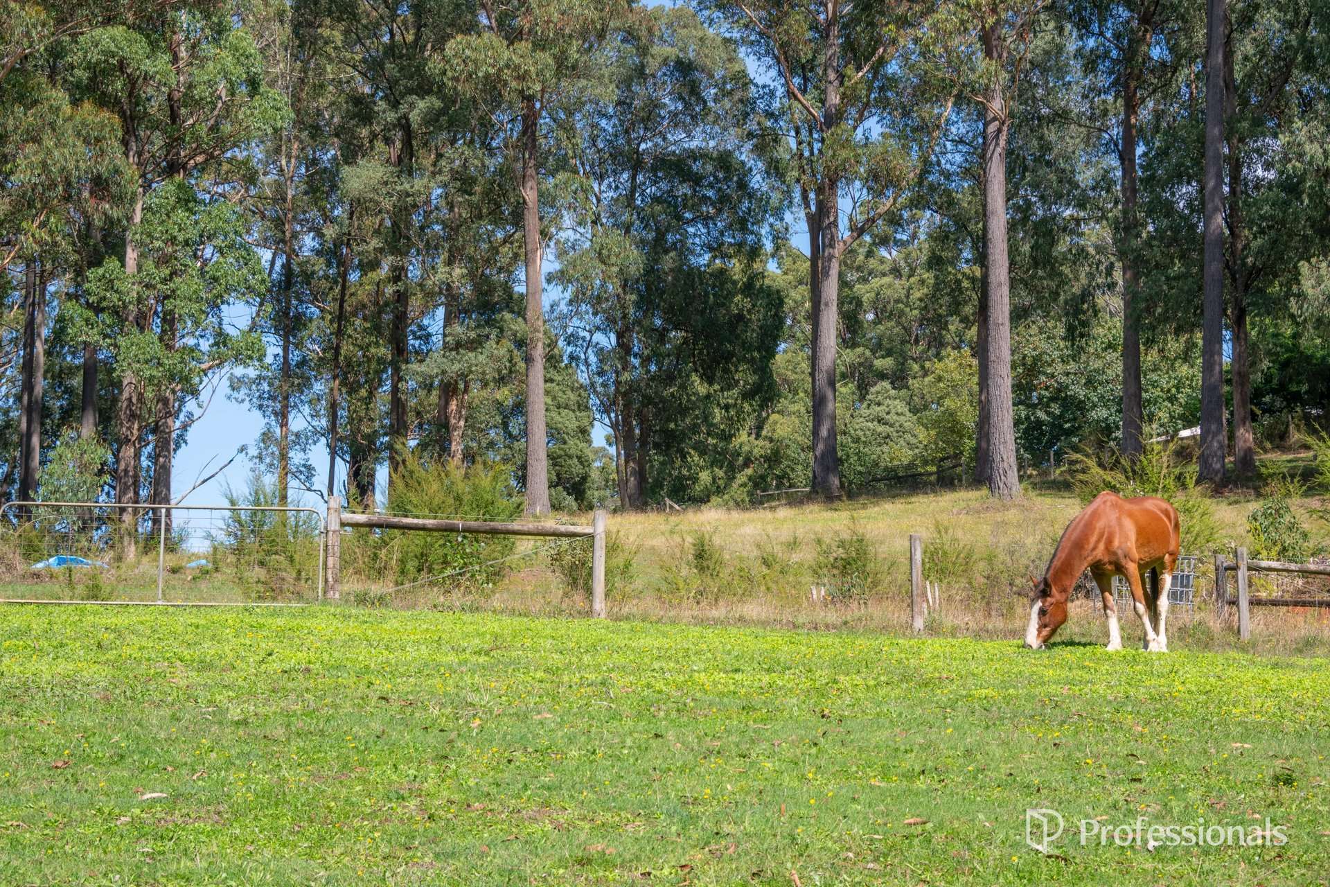 620 Thonemans Road, Hoddles Creek Sold by Farmbuy.com - image 18