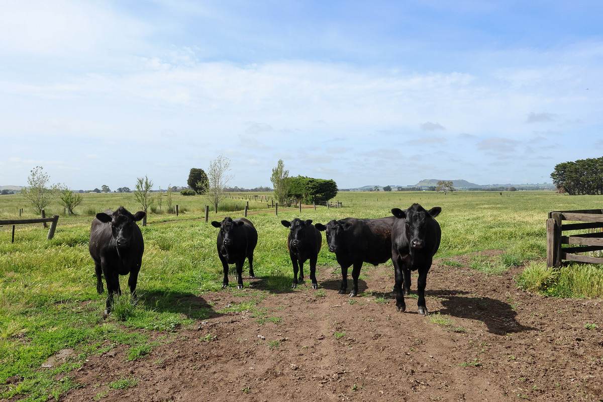 310 Chocolyn Road, Camperdown For Sale by Farmbuy.com - image 8