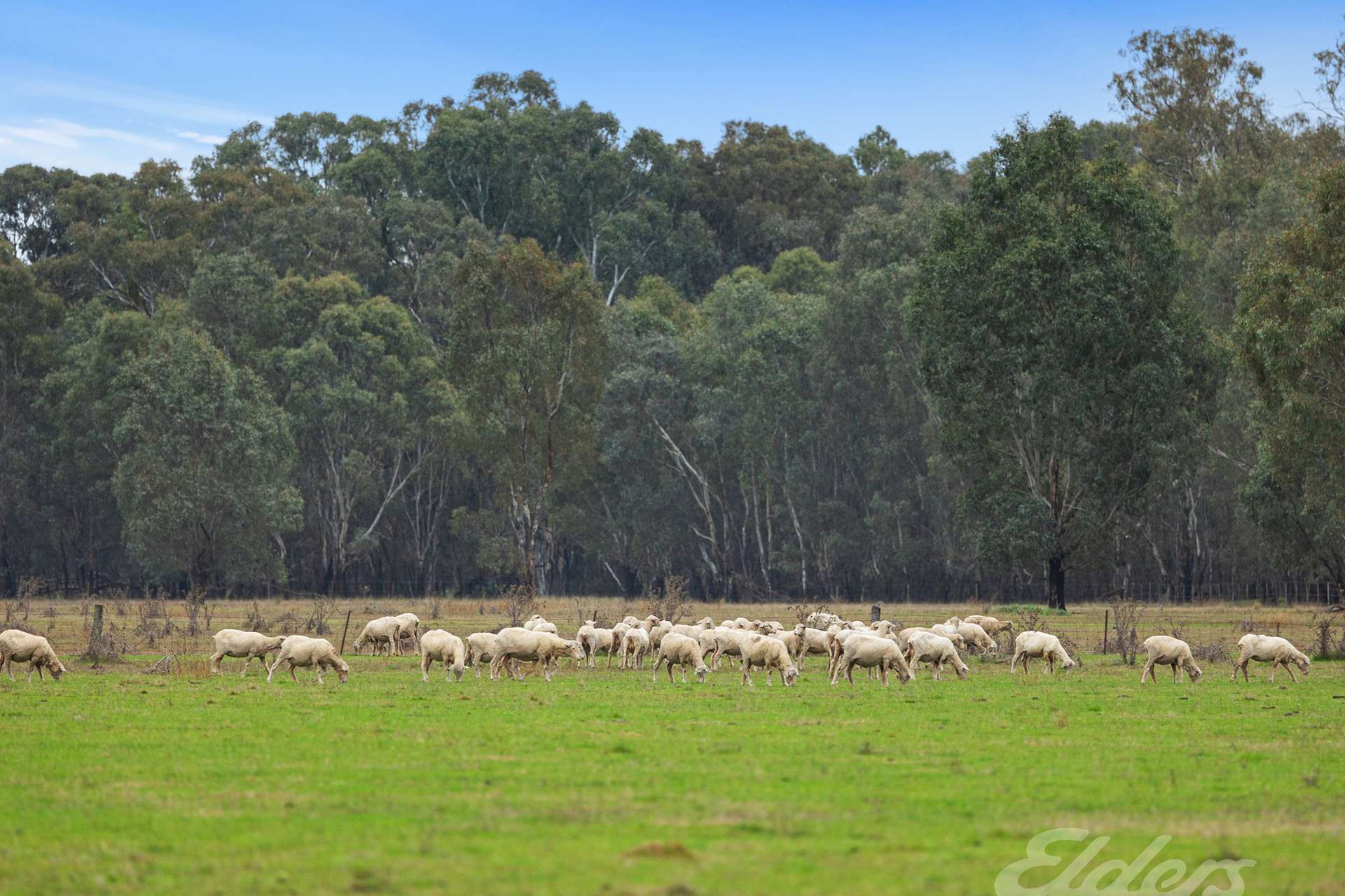 296 Boorhaman East Road, Norong For Sale by Farmbuy.com - image 6