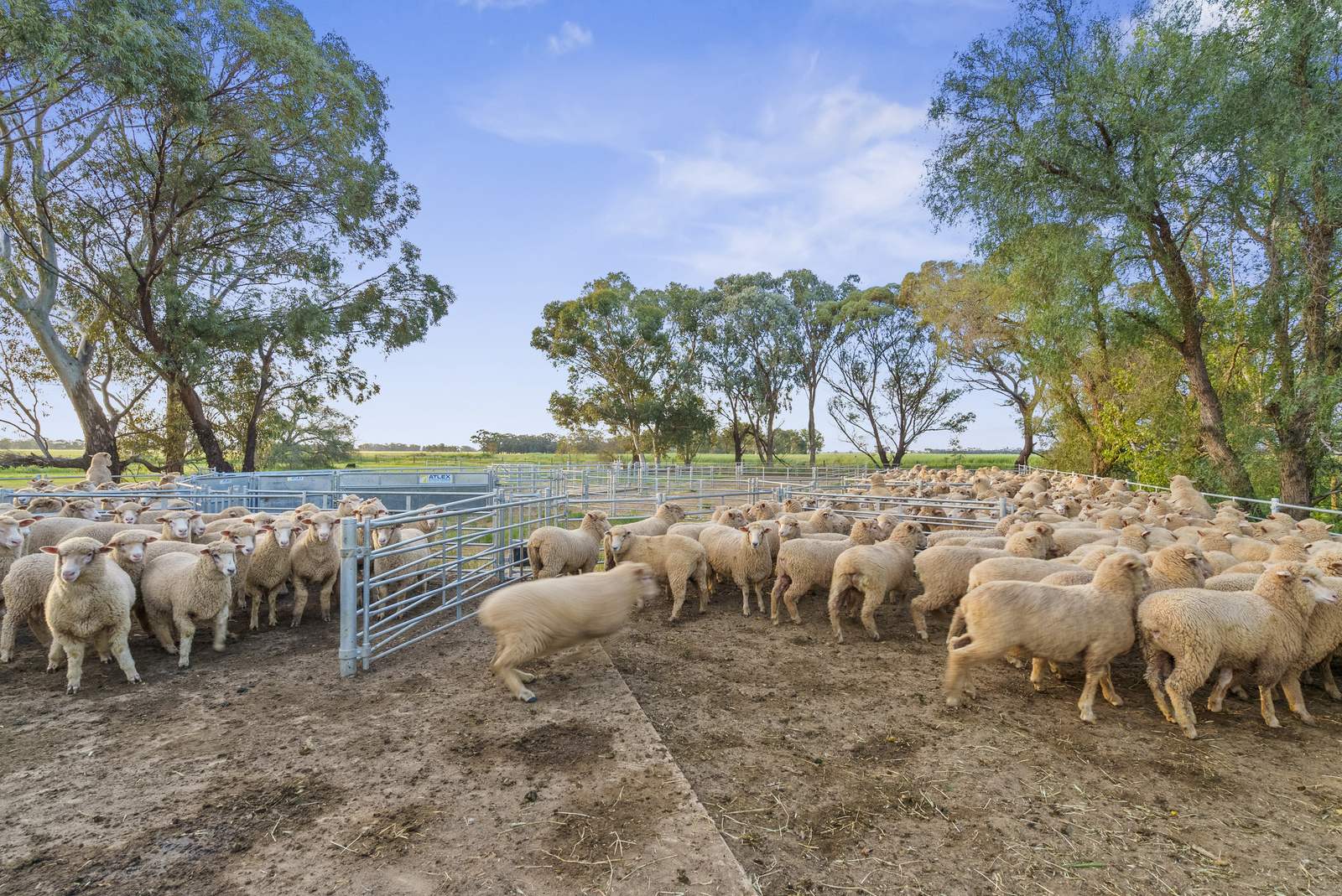 520 Mayrung Road, Finley For Sale by Farmbuy.com - image 25