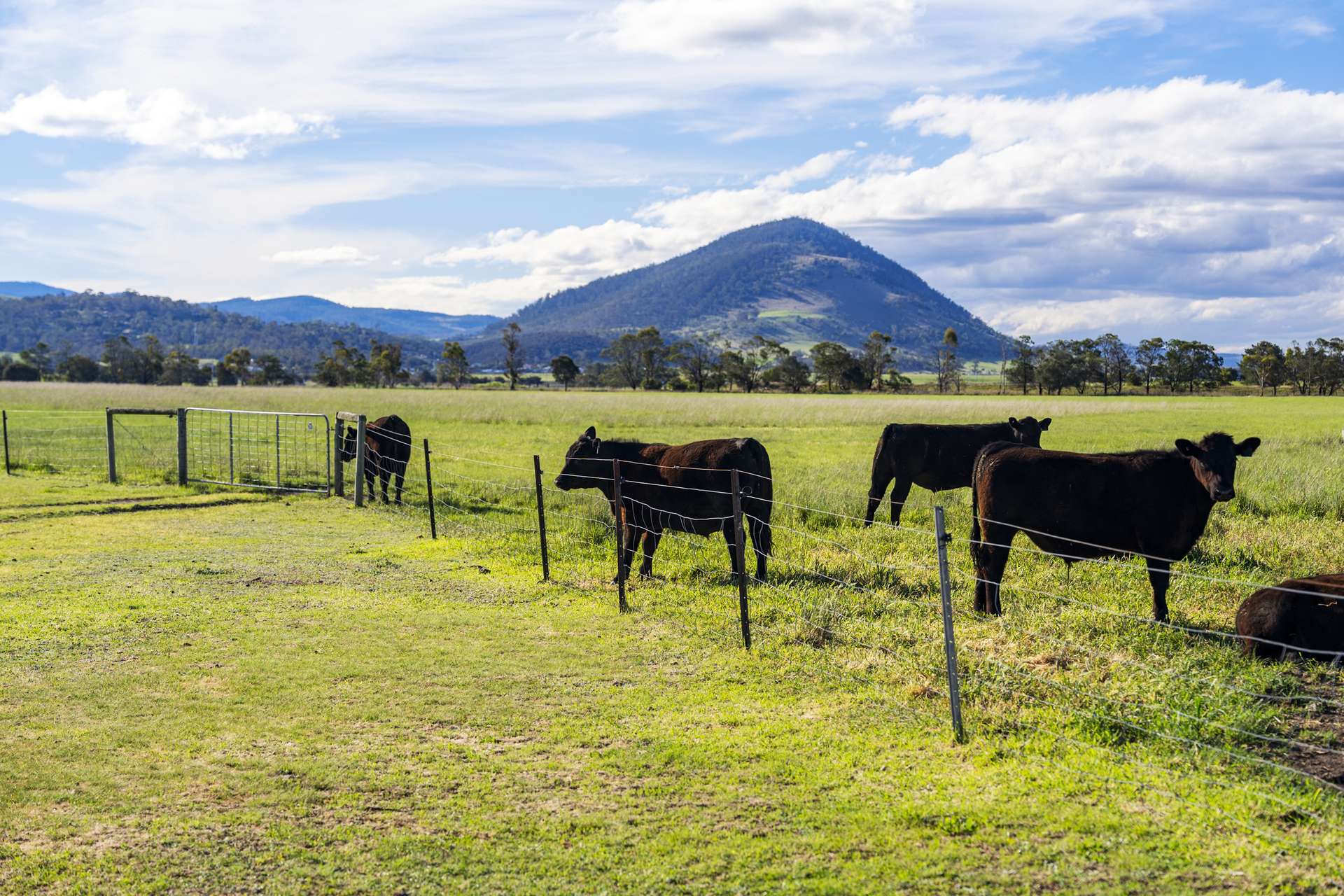 383 Prossers Road, Richmond For Sale by Farmbuy.com - image 4