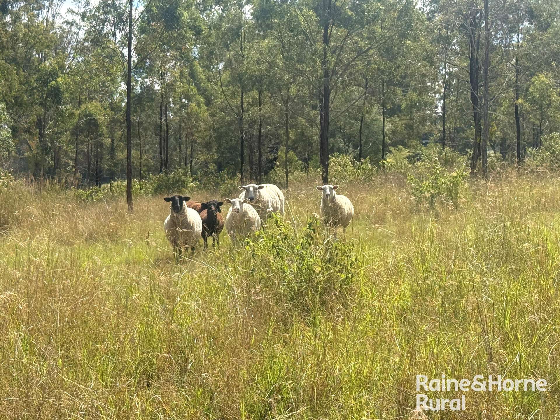 355 Hillsdale, Kingaroy For Sale by Farmbuy.com - image 26