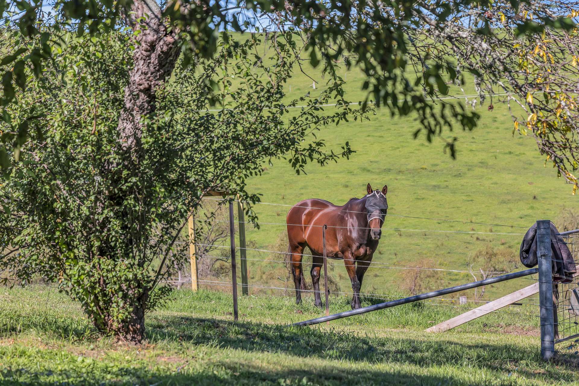 Bega For Sale by Farmbuy.com - image 28