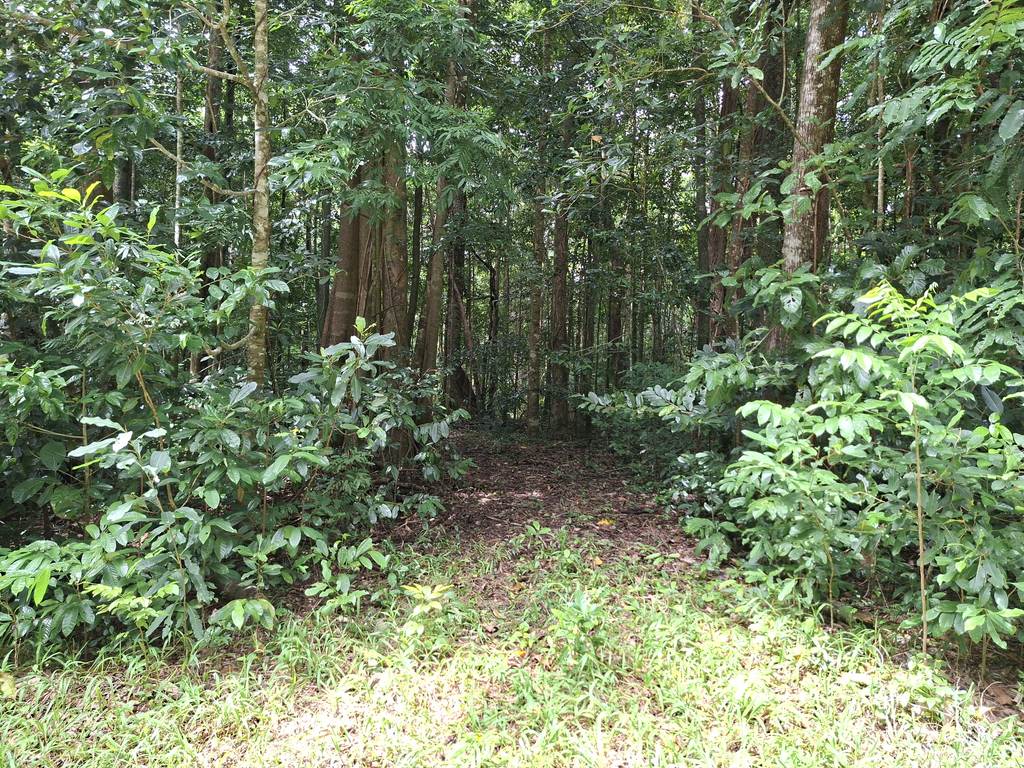 Lot 140 Quandong Road, Cow Bay, Daintree QLD 4873
