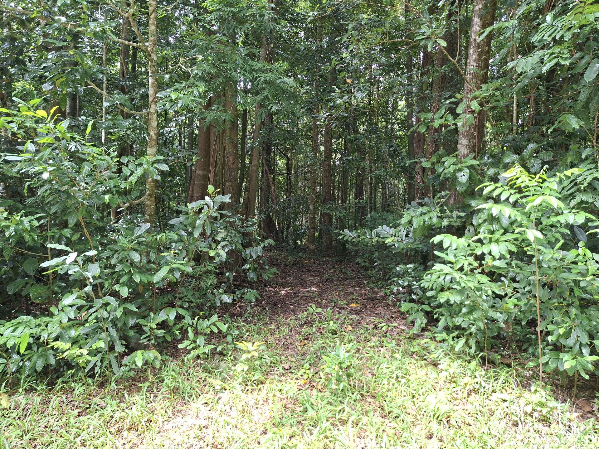 Lot 140 Quandong Road, Cow Bay, Daintree Sold by Farmbuy.com - image 1