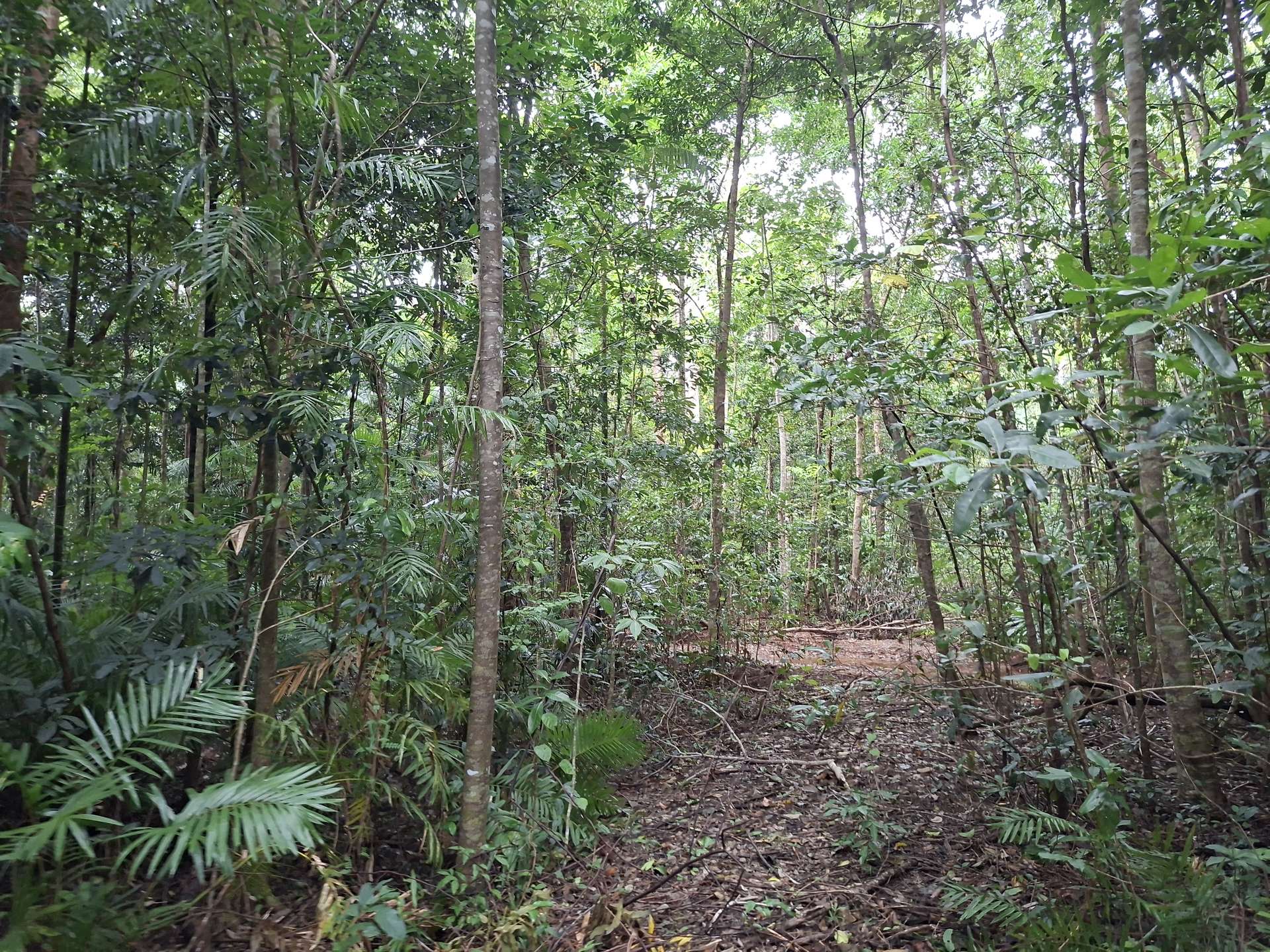 Lot 140 Quandong Road, Cow Bay, Daintree Sold by Farmbuy.com - image 8