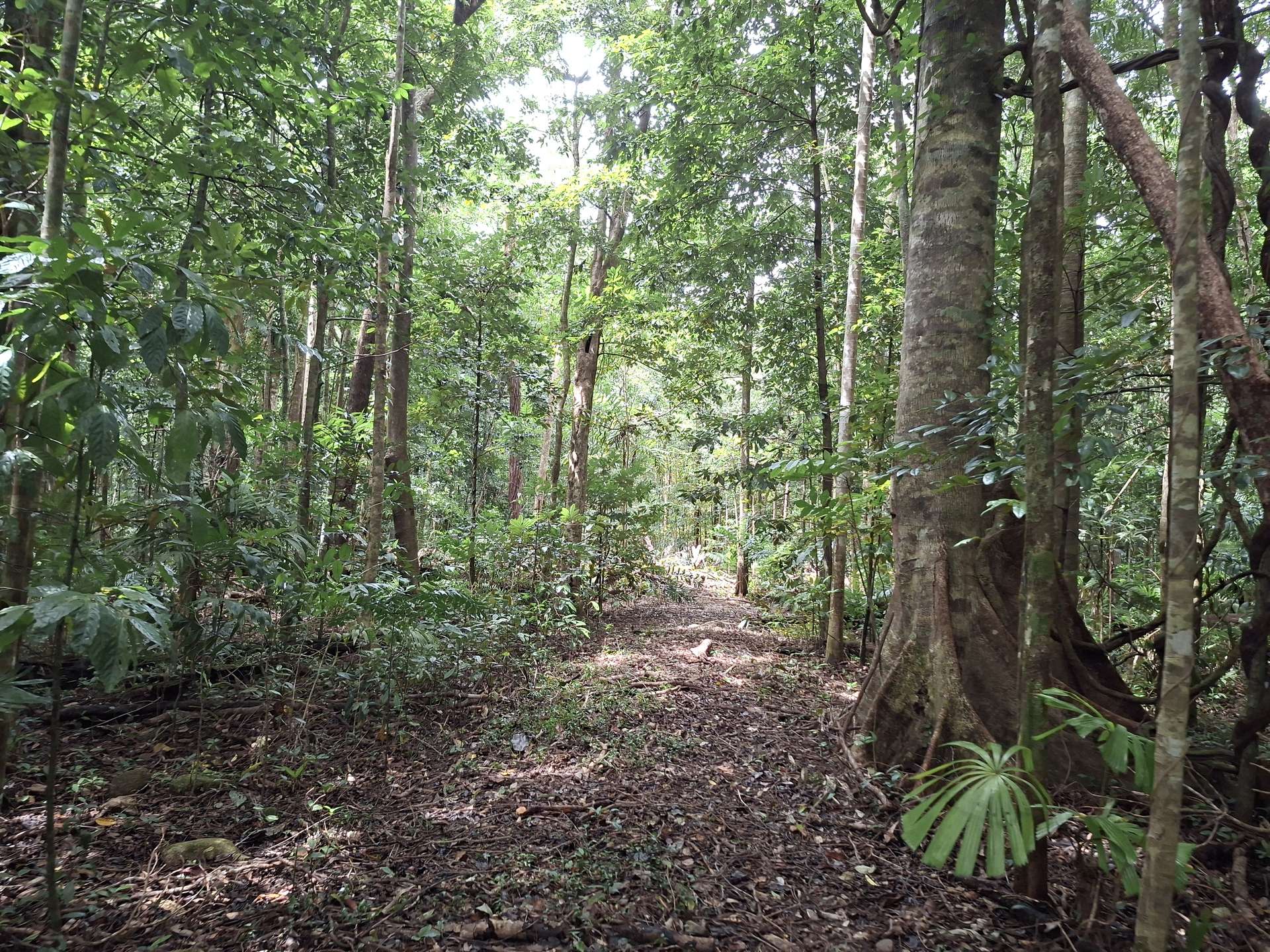 Lot 140 Quandong Road, Cow Bay, Daintree Sold by Farmbuy.com - image 6