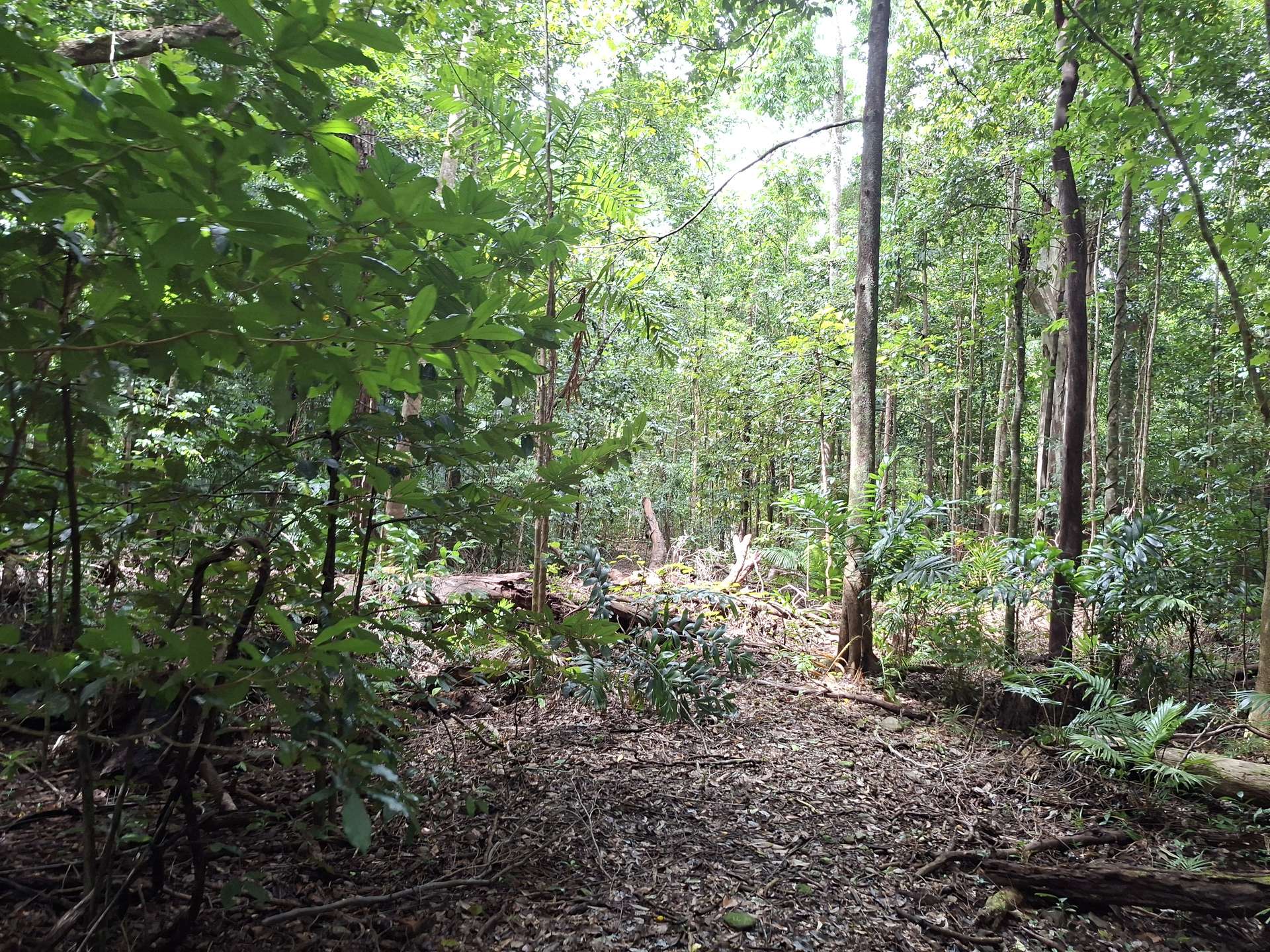 Lot 140 Quandong Road, Cow Bay, Daintree Sold by Farmbuy.com - image 7