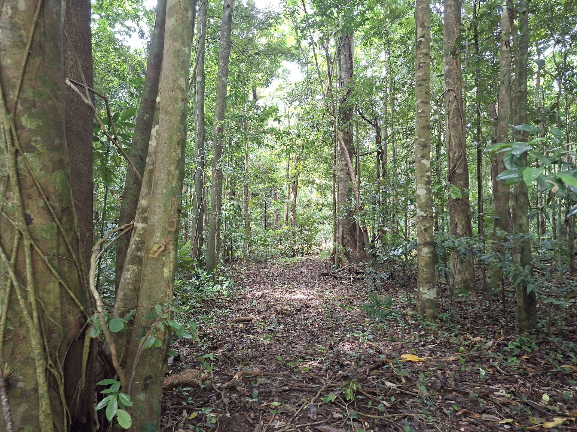 Lot 140 Quandong Road, Cow Bay, Daintree Sold by Farmbuy.com - image 4