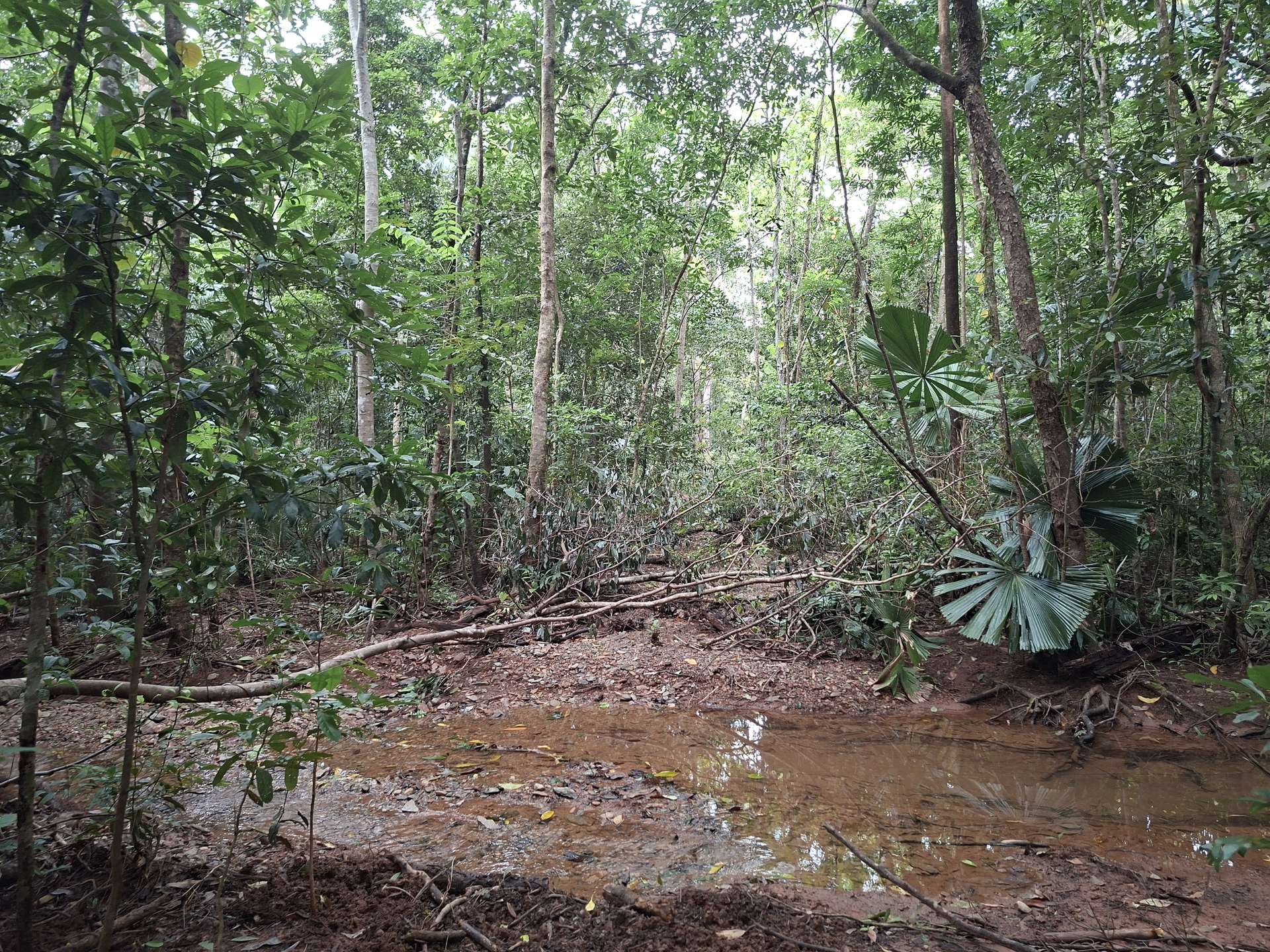 Lot 140 Quandong Road, Cow Bay, Daintree Sold by Farmbuy.com - image 9