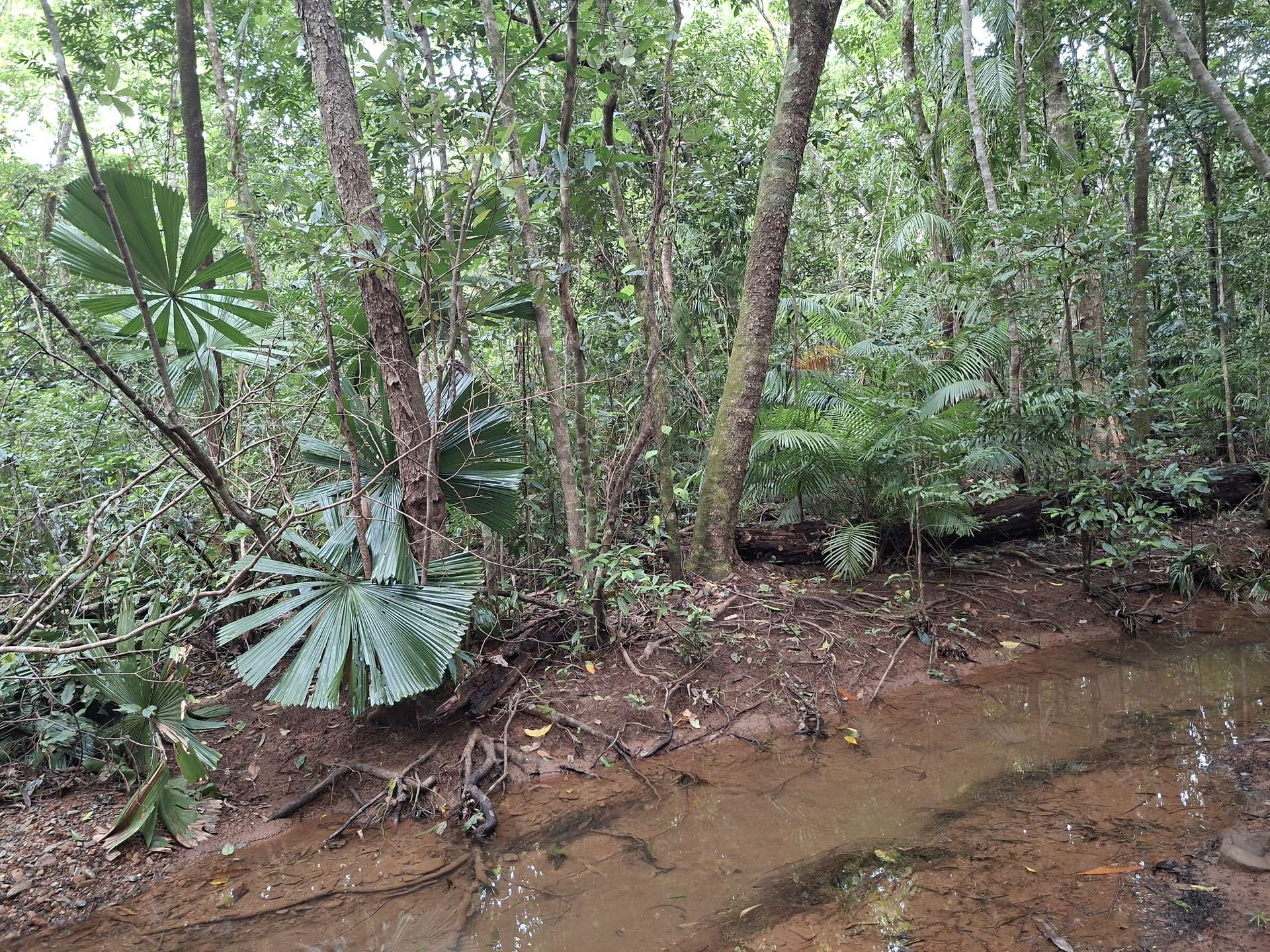 Lot 140 Quandong Road, Cow Bay, Daintree Sold by Farmbuy.com - image 5