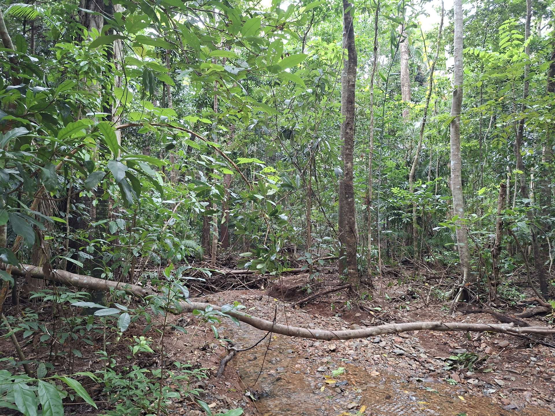 Lot 140 Quandong Road, Cow Bay, Daintree Sold by Farmbuy.com - image 10