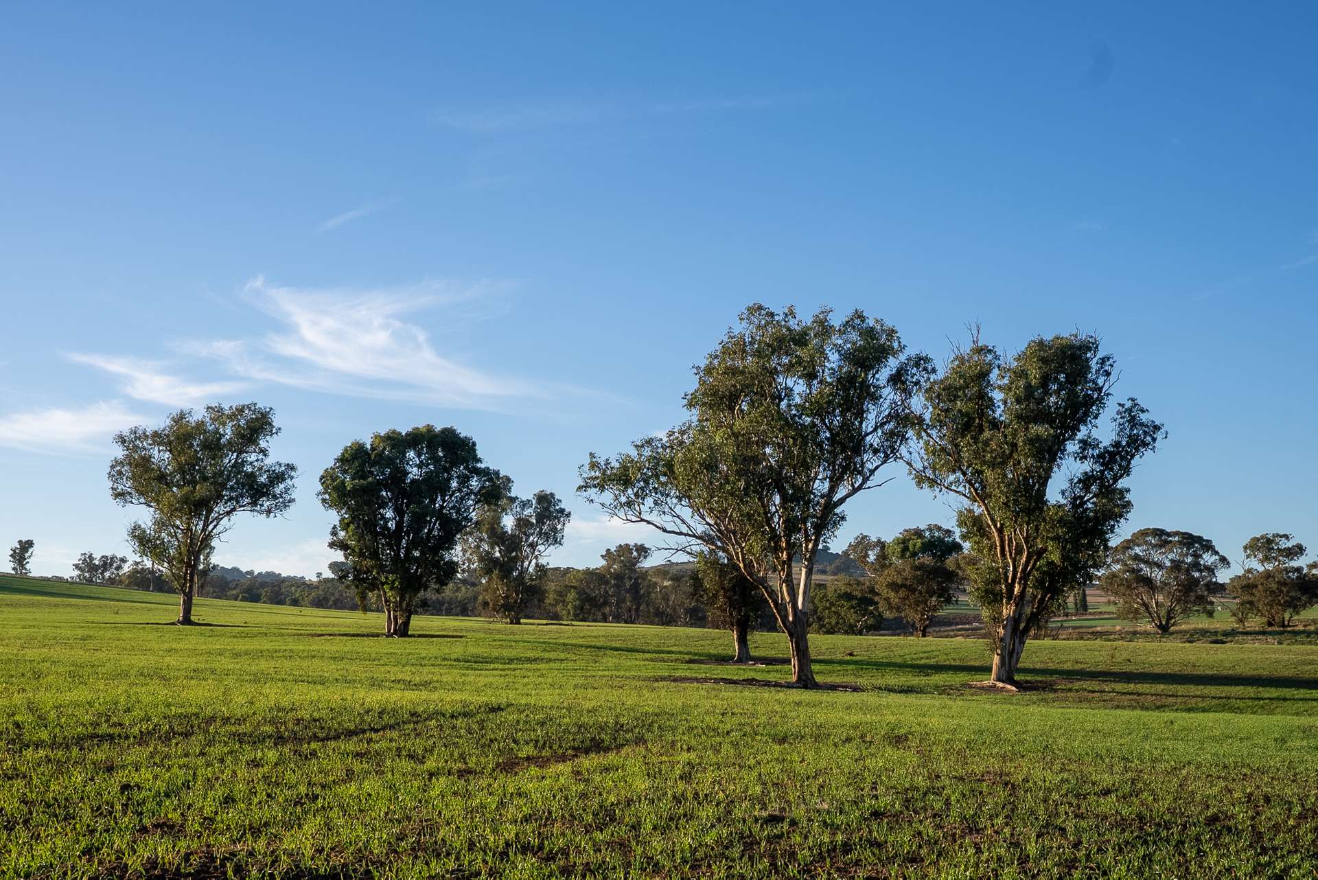 1629 Darby Falls Road, Cowra Auction by Farmbuy.com - image 4