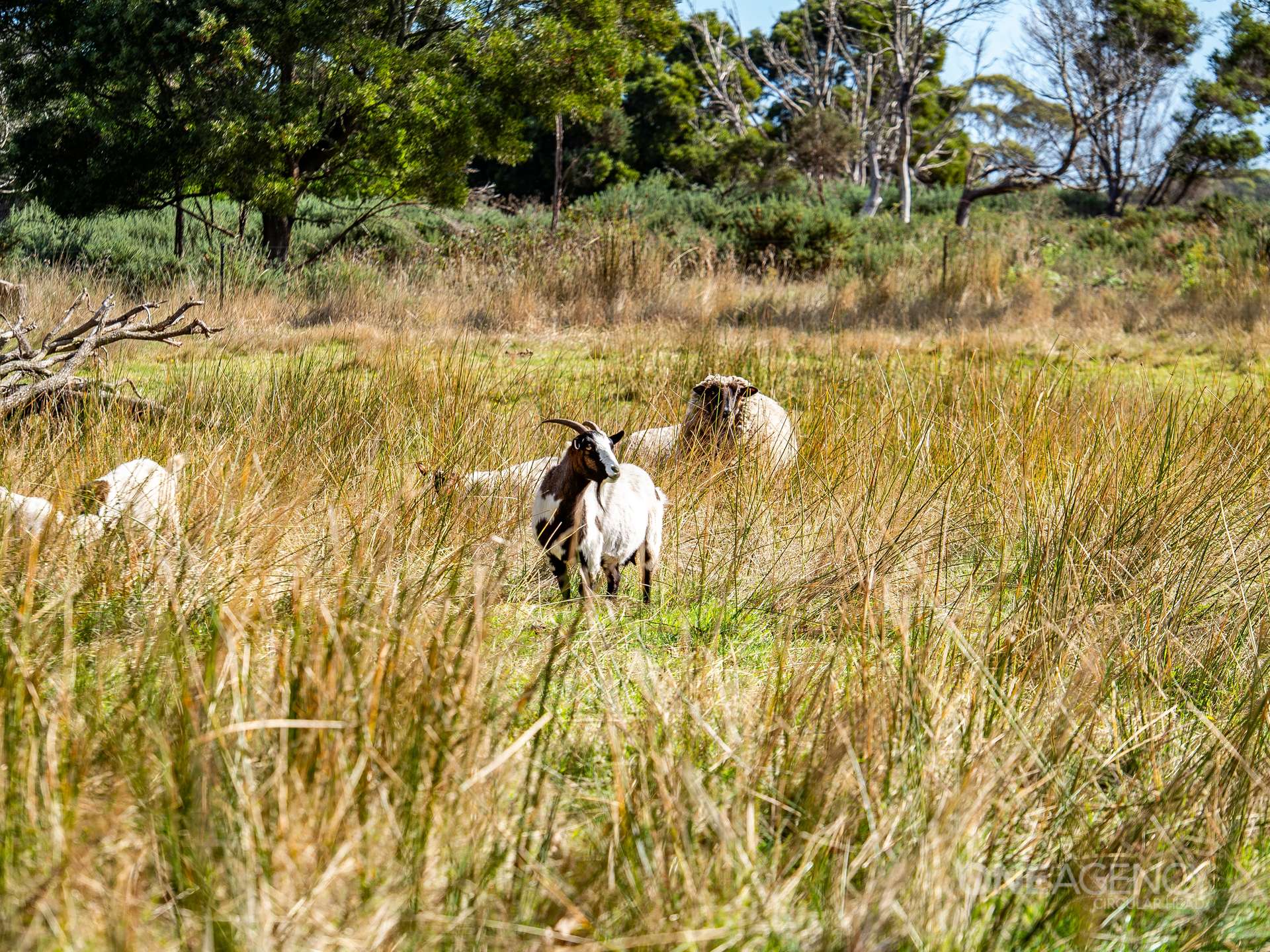 48 Leesville Road, Smithton For Sale by Farmbuy.com - image 21