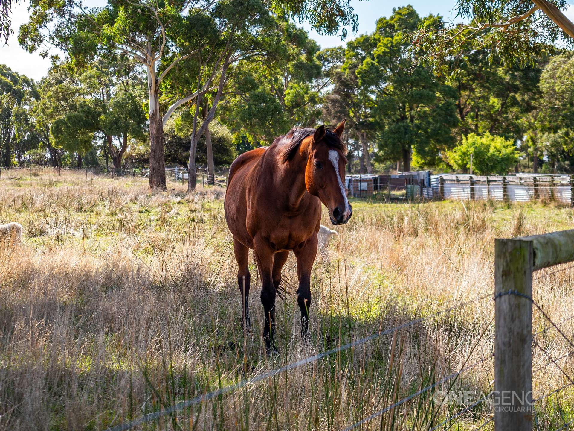 48 Leesville Road, Smithton For Sale by Farmbuy.com - image 22