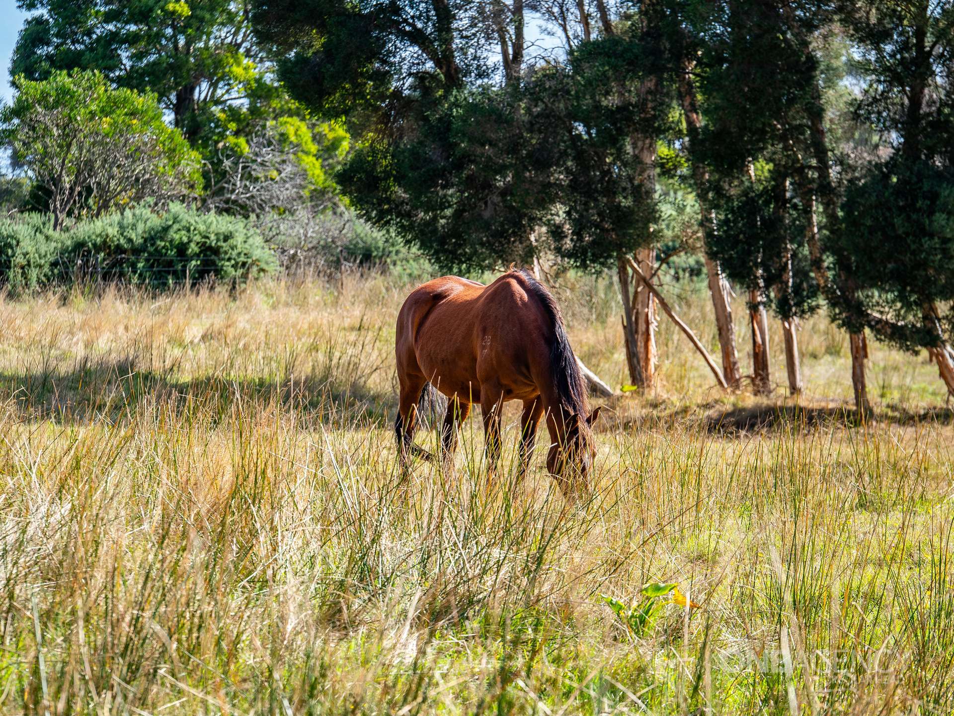 48 Leesville Road, Smithton For Sale by Farmbuy.com - image 23