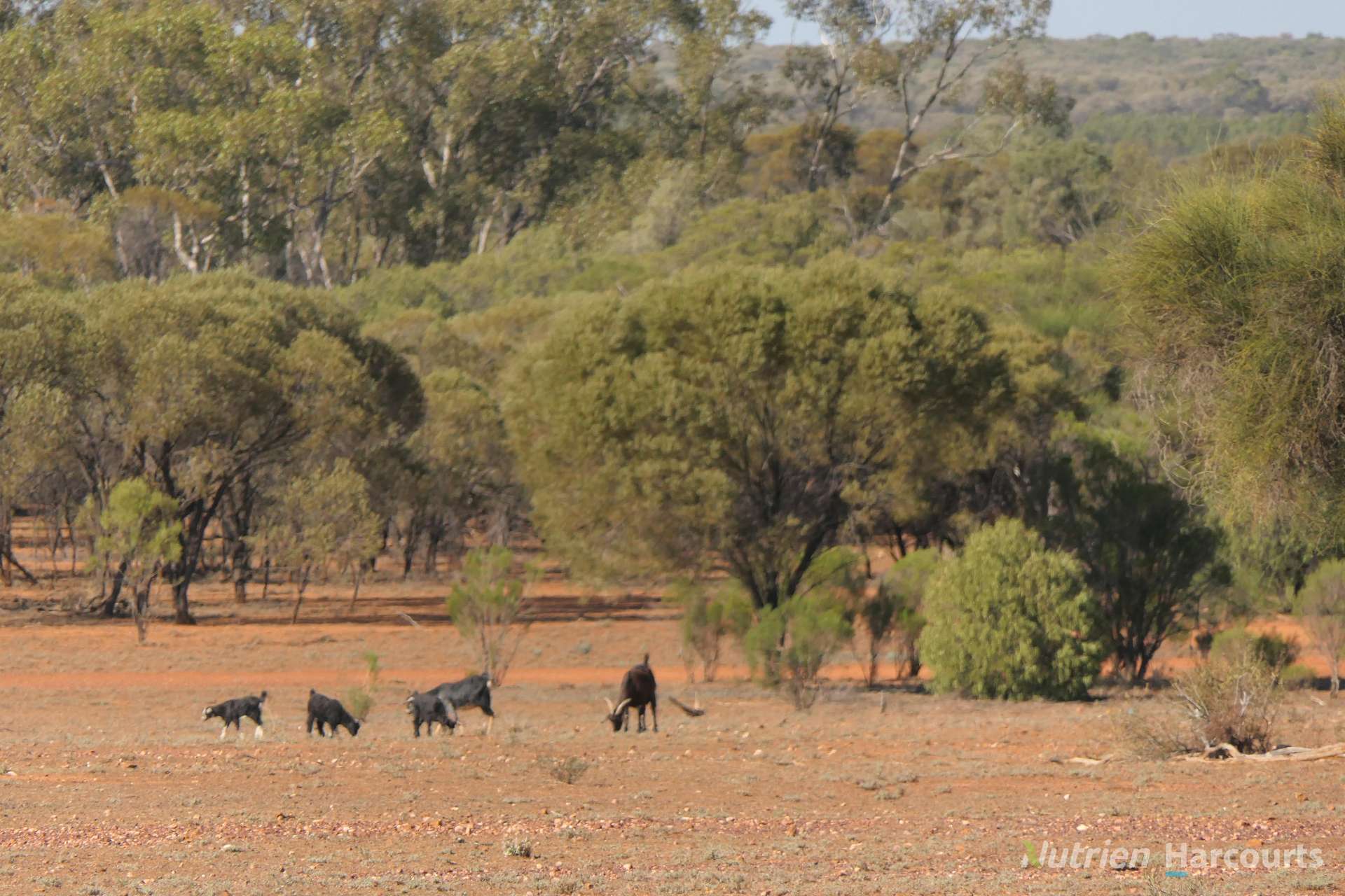 27 Singleton Drive, Cobar For Sale by Farmbuy.com - image 11