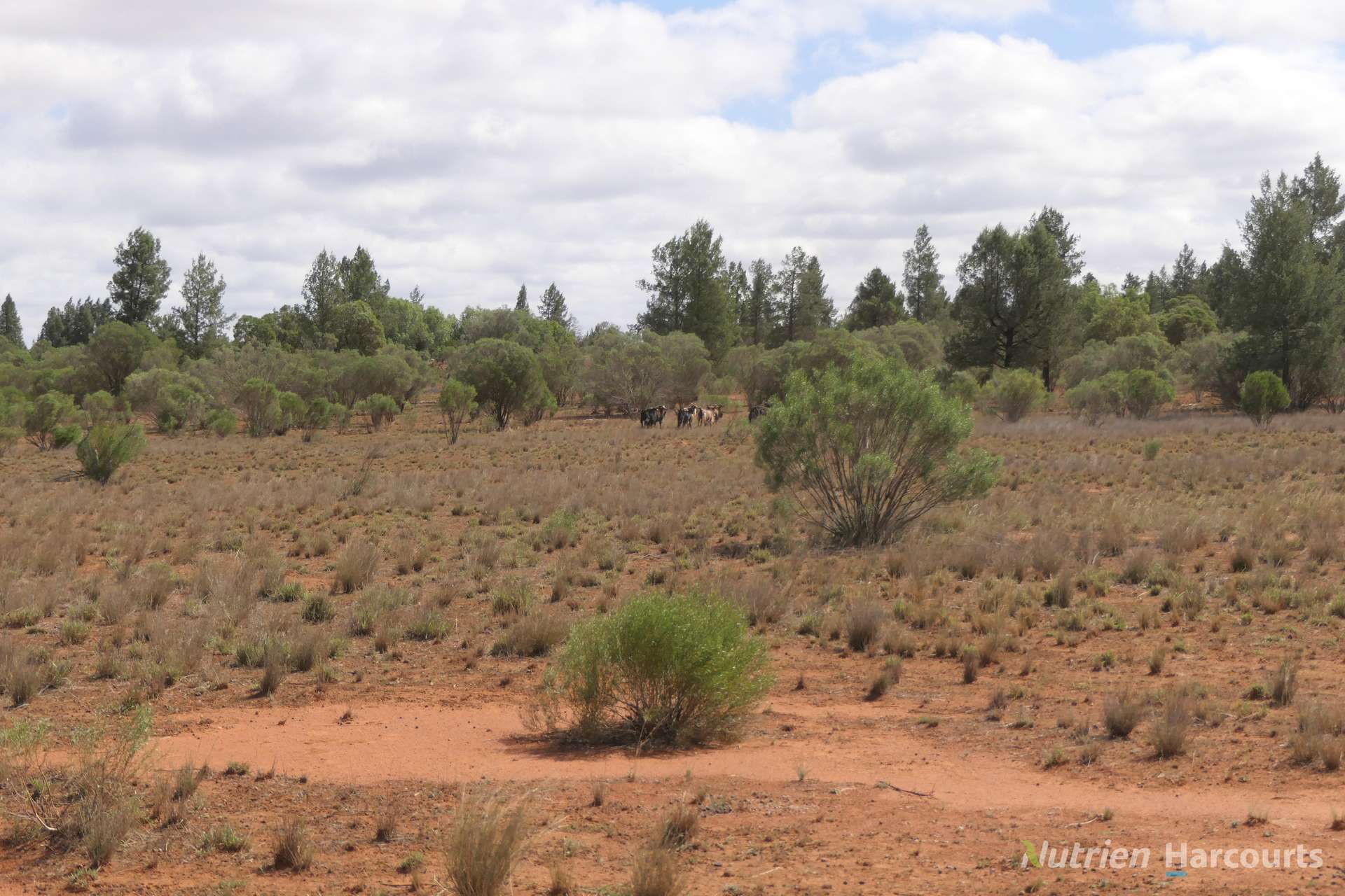 27 Singleton Drive, Cobar Auction by Farmbuy.com - image 3