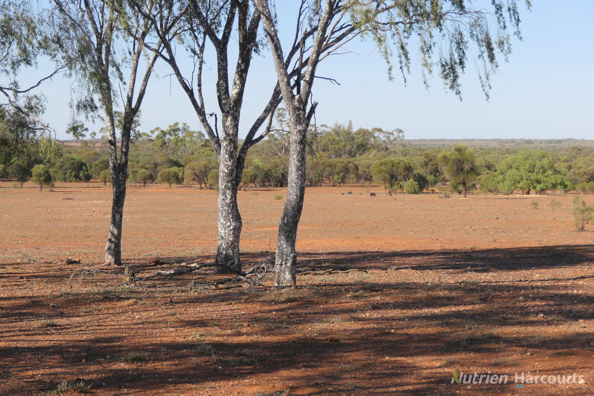 27 Singleton Drive, Cobar Auction by Farmbuy.com - image 10
