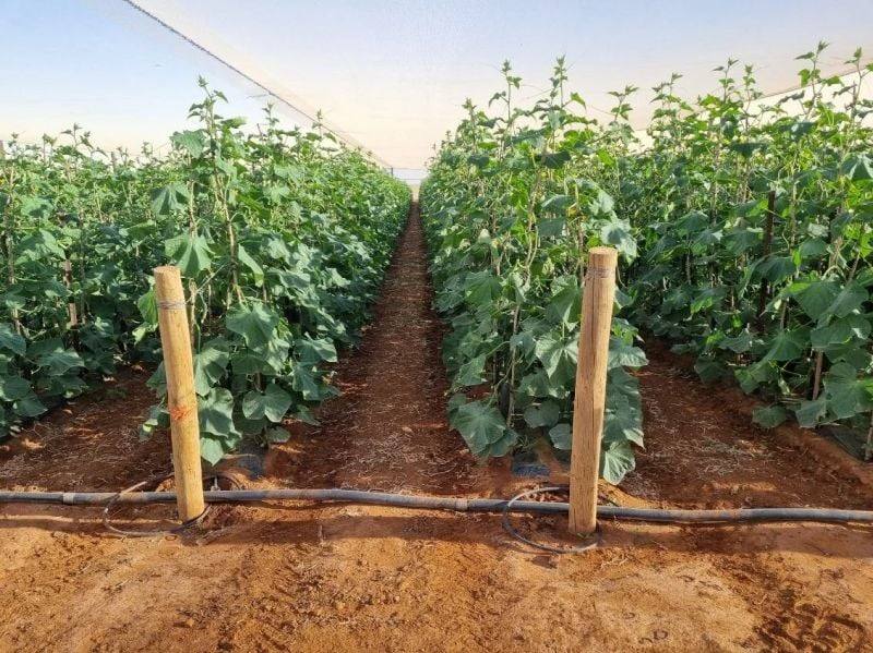 137/138 North River Road, North Plantations For Sale by Farmbuy.com - image 7