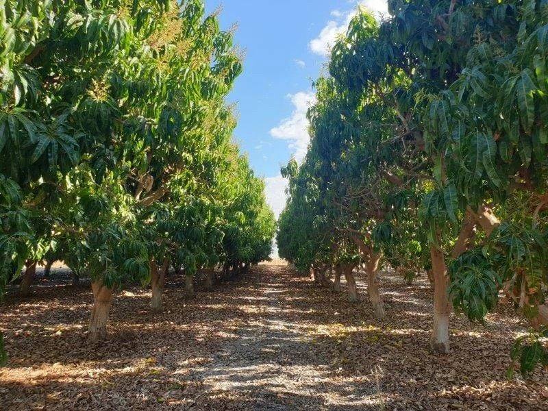 137/138 North River Road, North Plantations For Sale by Farmbuy.com - image 2