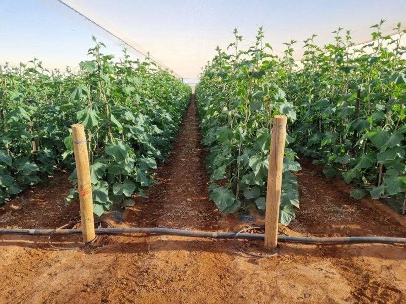 137/138 North River Road, North Plantations For Sale by Farmbuy.com - image 10