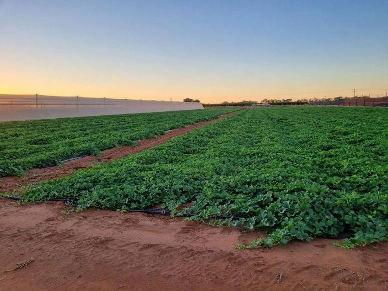 137/138 North River Road, North Plantations For Sale by Farmbuy.com - image 13