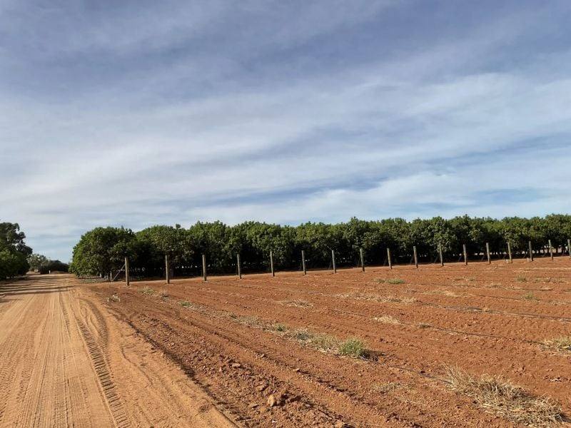 137/138 North River Road, North Plantations For Sale by Farmbuy.com - image 16