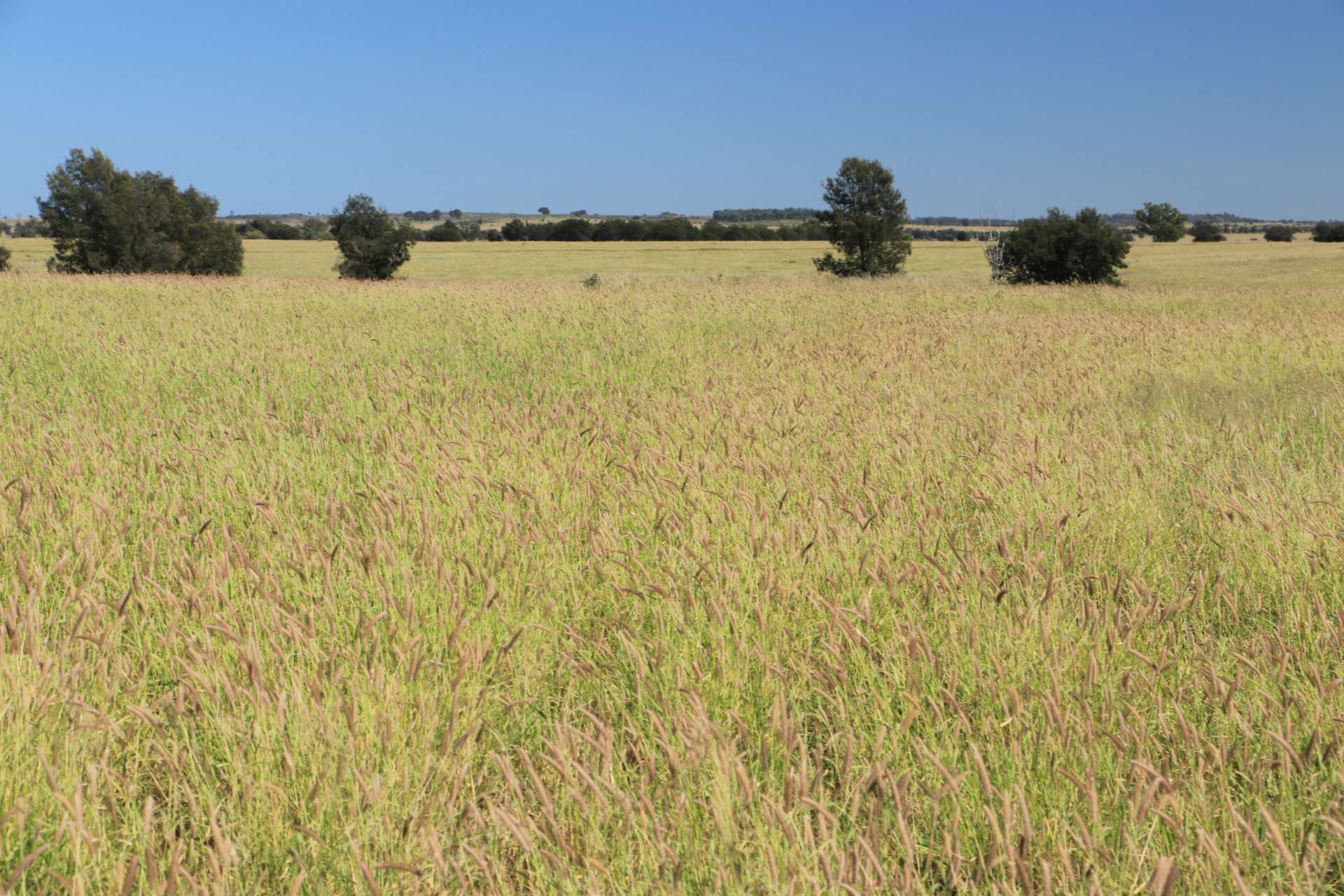 236 Tiger Scrub Road, Roma Auction by Farmbuy.com - image 7