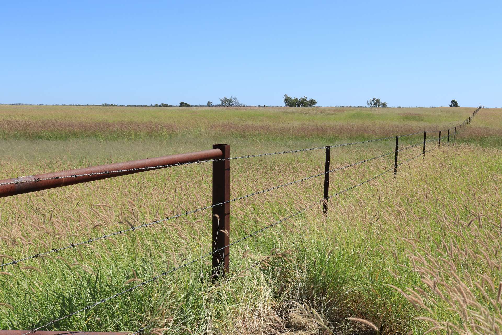 236 Tiger Scrub Road, Roma Auction by Farmbuy.com - image 26