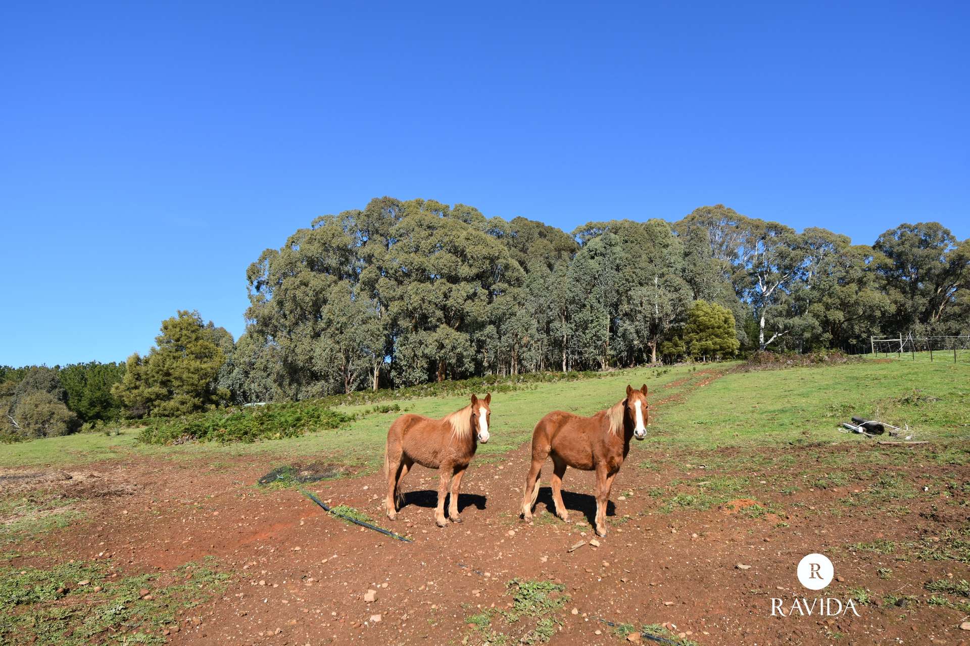 25 Duffy Lane, Stanley For Sale by Farmbuy.com - image 16