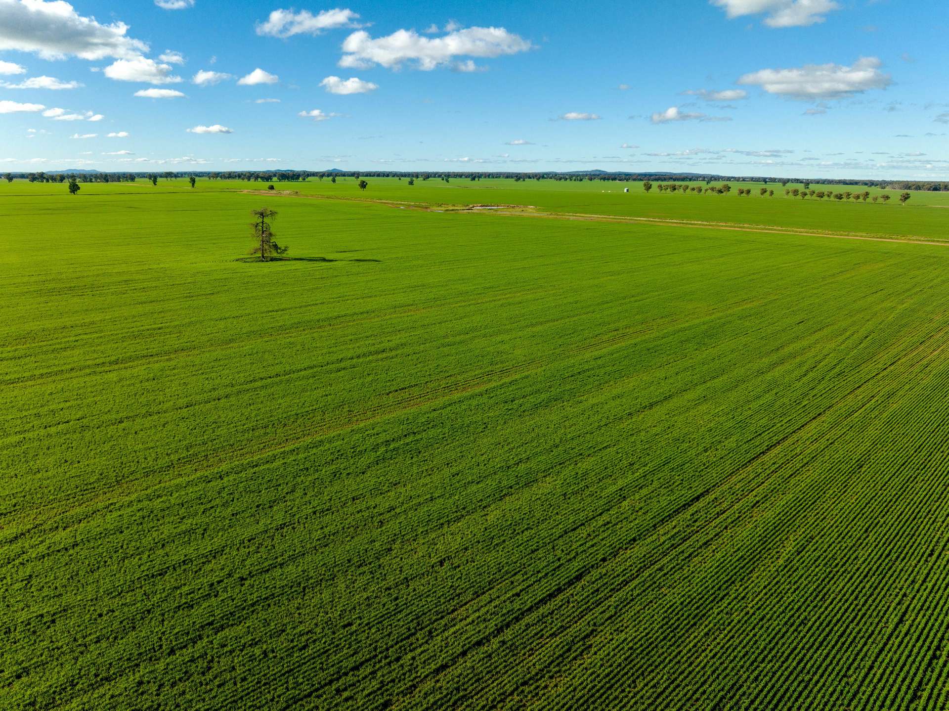 795 Younga Plains Road, West Wyalong Sold by Farmbuy.com - image 15