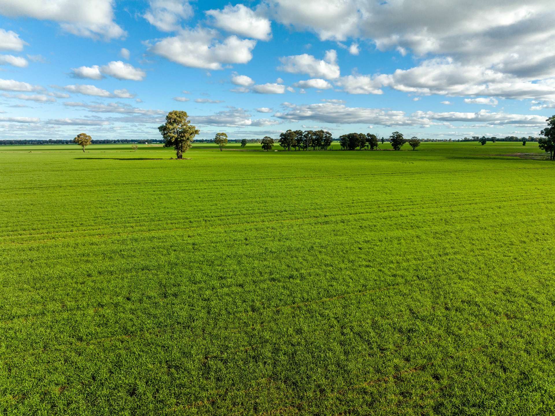 795 Younga Plains Road, West Wyalong Sold by Farmbuy.com - image 16
