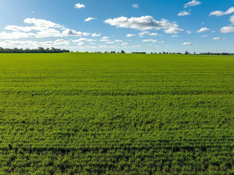 795 Younga Plains Road, West Wyalong Sold by Farmbuy.com - image 19