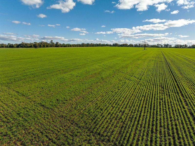 795 Younga Plains Road, West Wyalong Sold by Farmbuy.com - image 13