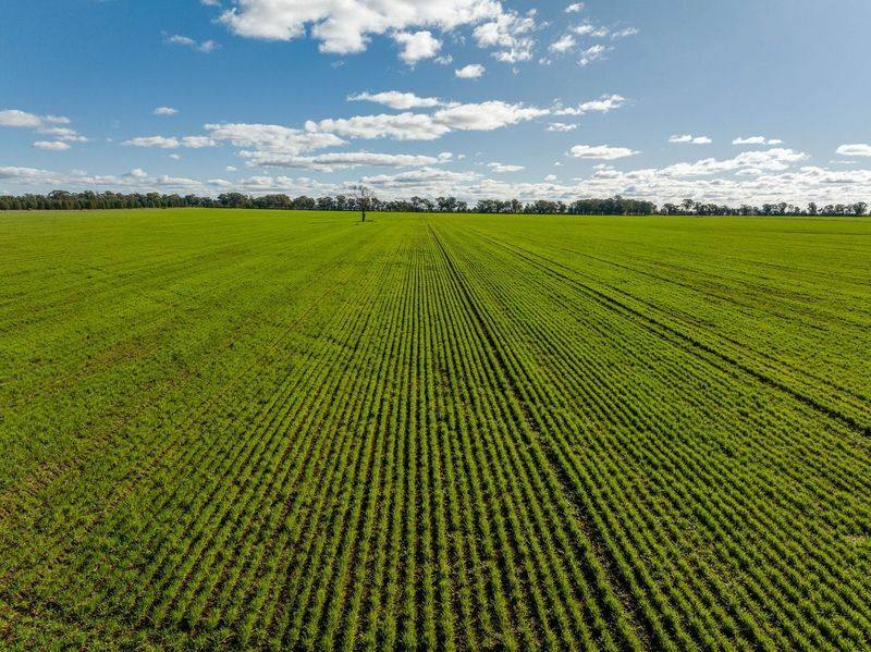 795 Younga Plains Road, West Wyalong Sold by Farmbuy.com - image 20